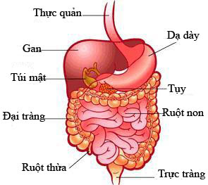 tra thai doc