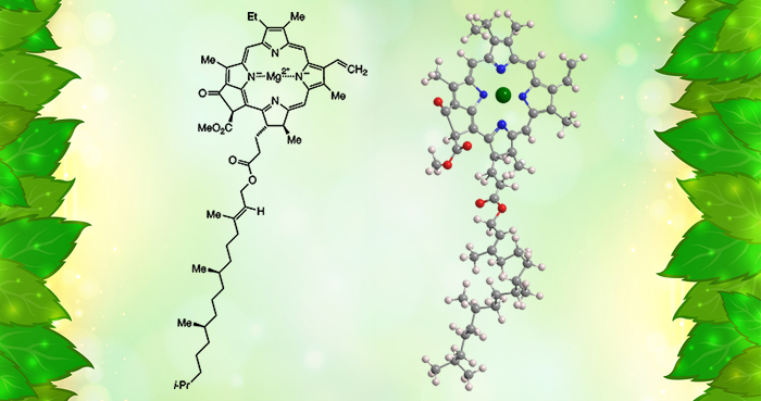 Chlorophyll là gì? Giải Nobel cho nghiên cứu về Chlorophyll